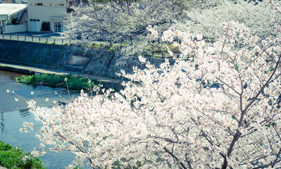 桜