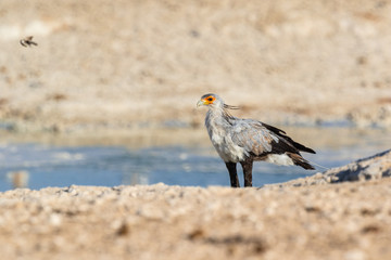 Sekretär (Sagittarius serpentarius) in Namibia