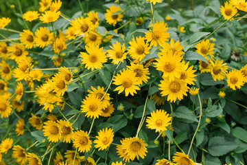 Many beautiful yellow heliopsis flowers bloom in the garden in summer. Selective focus. Flower background