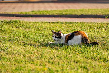 Tricolor young cat on a green grassy lawn of the lawn, resting and playing with a fish, jumping and frolicing in the sun