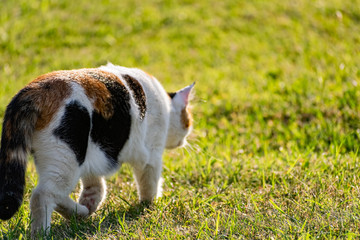 Tricolor young cat on a green grassy lawn of the lawn, resting and playing with a fish, jumping and frolicing in the sun