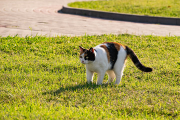 Tricolor young cat on a green grassy lawn of the lawn, resting and playing with a fish, jumping and frolicing in the sun