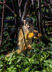Common squirrel monkey on the branch. Latin Name - Saimiri sciureus
