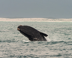 Whale watching in Hermanus, South Africa