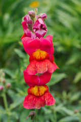 Beautiful red-orange Snapdragon flowers in close-up grow in the garden in summer. Selective focus