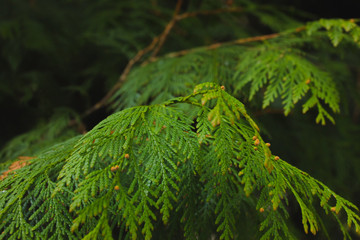 Fluffy green branch of pine needles