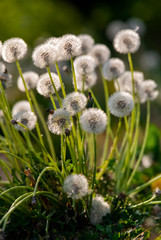 Obraz premium Pusteblumen Löwenzahn Wind Flug Schirmchen Taraxacum sect. Ruderalia Pappus Achänen Schirmflieger Blütenhülle Gegenlicht Reise Symbol Kinder Spiel fliegen segeln Hoffnung Zuversicht SInnbild