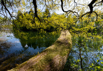Fröndenberg Sauerland Eiche Kiebitzwiese Äste Zweige Ruhr Fluss Sauerland Wasseroberfläche ...