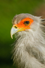 Sekretär (Sagittarius serpentarius) in Namibia