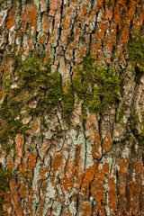 Bark of an orange tree on which green moss grows