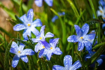 Closeup of blooming blue scilla luciliae flowers with raindrops in sunny day. First spring bulbous...