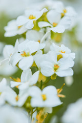 blooming white flower in garden. arabis flowers in field at sunny summer or spring day.