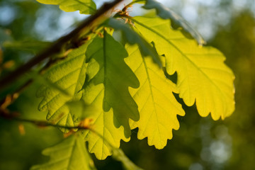 Eiche Blätter Laub Quercus Baum Trieb Frühling frisch transparent Gegenlicht Sonne grün Details Makro Nahaufnahme Sinnbild Adern Struktur Deutschland Sauerland Natur Spross Knsope aufblühen
