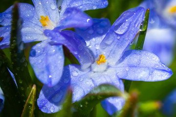 Closeup of blooming blue scilla luciliae flowers with raindrops in sunny day. First spring bulbous...