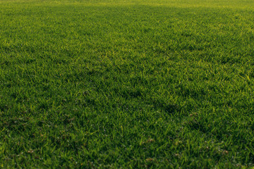 Obraz na płótnie Canvas green and fresh grass in summertime