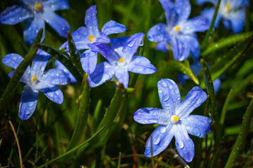 Closeup of blooming blue scilla luciliae flowers with raindrops in sunny day. First spring bulbous plants. Selective focus with bokeh effect.