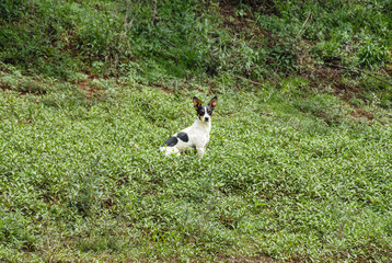 Black and white spotted Jack Russel sitting on grass mound, South Africa