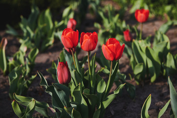 Beautiful red tulips in the garden on sunny day. Blooming flowers. Floral photo.