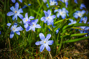 Closeup of blooming blue scilla luciliae flowers with raindrops in sunny day. First spring bulbous plants. Selective focus with bokeh effect.