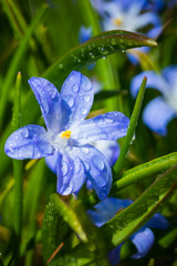 Closeup of blooming blue scilla luciliae flowers with raindrops in sunny day. First spring bulbous plants. Selective focus with bokeh effect.