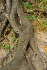 Old climbing tree roots