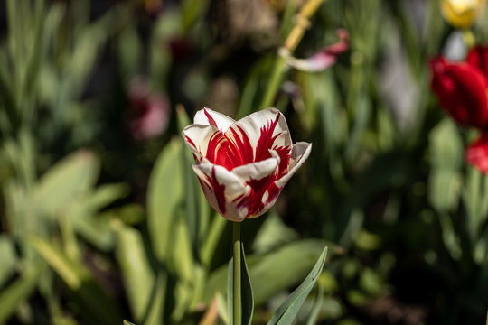 Gouda, South Holland/the Netherlands - April 27 2020: Red and white tulip bading in sunlight shot with a macro lens and shallow depth of field making front of the tulip blurry