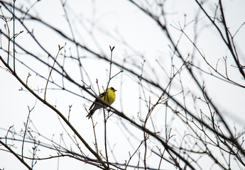 Goldfinch in the budding tree branches