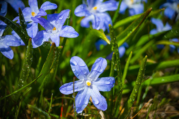 Closeup of blooming blue scilla luciliae flowers with raindrops in sunny day. First spring bulbous...