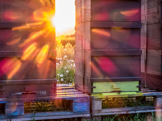 Bienenkästen bei Sonnenuntergang