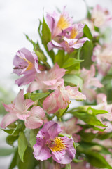 Bouquet of pink alstroemeria flowers. Delicate pink lily flowers. Blurred floral background. Lily of the Incas