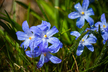 Closeup of blooming blue scilla luciliae flowers with raindrops in sunny day. First spring bulbous plants. Selective focus with bokeh effect.