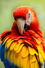 Hellrote Ara (Ara macao)