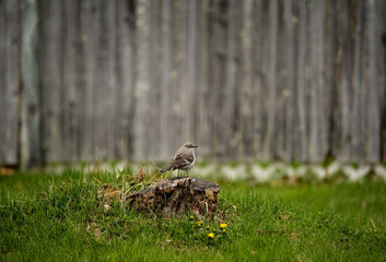 Northern mockingbird sitting on the tree stump in the middle of the grass glade