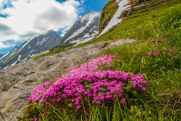 Fototapeta premium Pinke Blumen auf Bergwiese und Berge mit Schnee im Hintergrund auf den Churfirsten in der Schweiz im Frühjahr