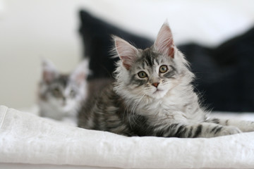 maine coon kittens