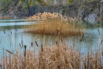 reeds in the lake
