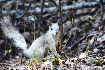 The common squirrel or veksha (Sciurus vulgaris, 
