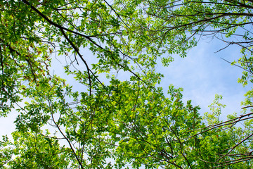 Background of tree branches with green leaves.