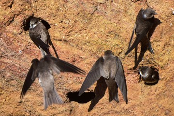 Beregovushki, or BerehoveI swallow (Riparia riparia) - a small migratory bird of the swallow family near the nest.