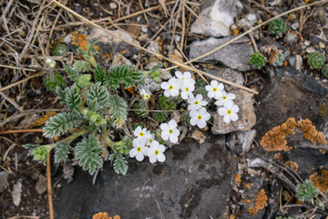Mountain flowers of southern Siberia. White small flowers with five petals and yellow in the center. Similar to Saxifraga, Dryas, Draba and Myosotis.