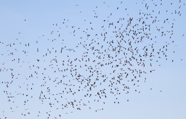 Colony of swallows in flight, Sand Martin breeding, flock of birds, riparia riparia  