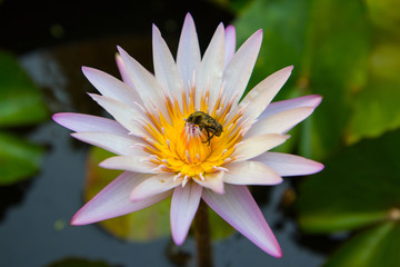 large white and yellow  waterlily flower with a big beetle inside, stained with pollen