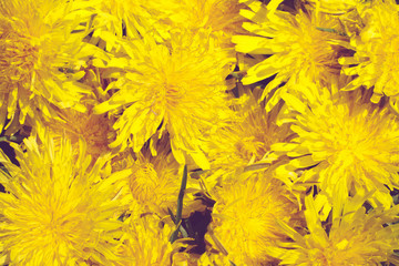 yellow dandelions background