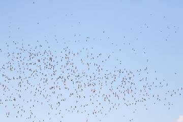 Colony of swallows in flight, Sand Martin breeding, flock of birds, riparia riparia  