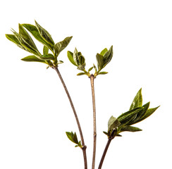 Lilac bush branch with small green leaves. on white background