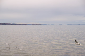 seagulls on the sea