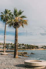 Sunlight on green palm tees near sea against blue sky with clouds