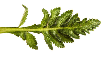 green leaves of poppy plant. on white background