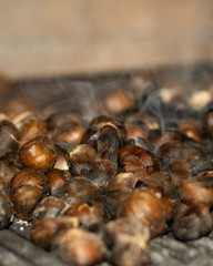 close up of chestnut