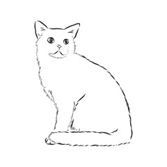 domestic cat, realistic vector sketch illustration, the sign of the cat